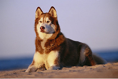 国产成人V：虚拟驾驶与成人叙事的融合，国产独立游戏开启全新冒险旅程-4