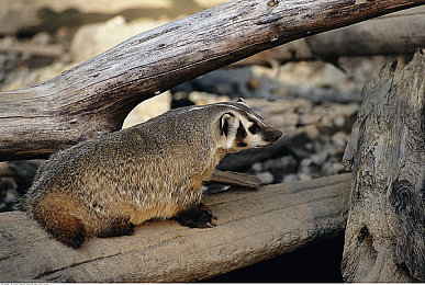 色狼专属软件：在墨西哥飙车，用创意涂装打造你的专属梦幻车库
