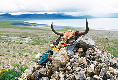 黄色APP软件下载3.03：极限竞速3.03版本更新，稀有涂装疾风黄蜂获取攻略全解析-2