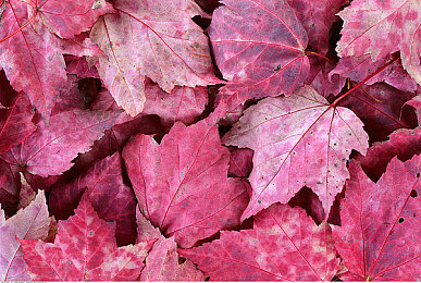 国精产品52永久一区一区：华夏飞驰，数字车魂的永恒赛道传奇-2