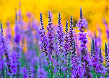 国产成人91张津瑜:都市夜幕赛道,硬核改装驾驭真实竞速新境界-2