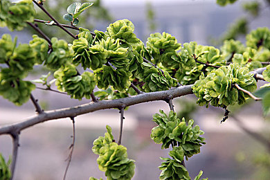 黄色软件3.3.：霓虹夜幕下的极速传说，改装与逃亡的都市交响曲-4