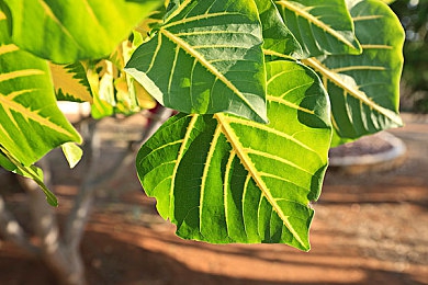 富二代短视频黄色：模拟赛车新贵崛起，揭秘顶级车库速成攻略与视觉盛宴-4