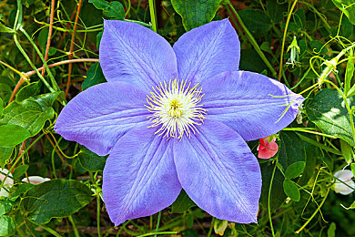 黄色软件下载3.0.3安装：极速狂飙新版本上线，动态天气与车辆调校带来真实竞速体验-4