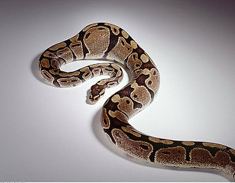 成人福利app导航秘：街头赛车传奇，深度改装与极速狂飙的终极攻略