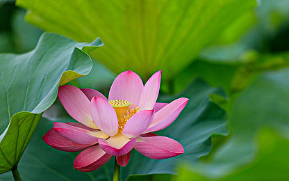 大屁股：硬核驾驶新作上线，挑战真实物理模拟的终极载重操控-3