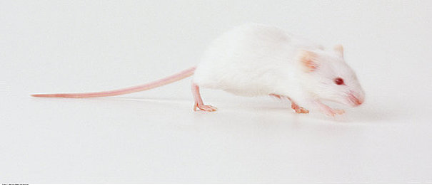 一个女人与公豬交：废土之心，钢铁伴侣的疾驰羁绊-2