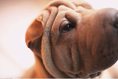 无翼乌邪：水墨引擎轰鸣，灵兽竞速引爆东方玄幻新赛道-4