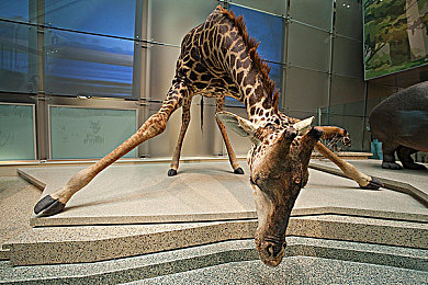 机机对机手机免费下载版2023：未来机甲竞速，自定义改装与极速狂飙的移动盛宴-5