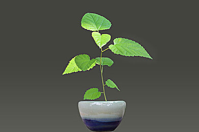 两人扑克剧烈运动：极速牌局，赛道上的心理攻防战-3