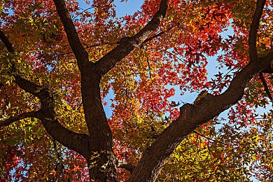 東京熱下载：夜战东京街头，极致竞速与改装盛宴今日正式引爆