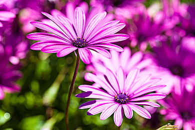 黑人跨异族亚洲女人:极速地平线霓虹交错上线,体验跨文化改装竞速新世界-4