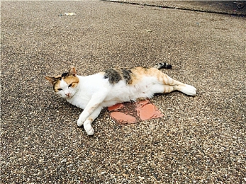 10种禁用免费：《极限车手》福利暗藏代价，资深玩家揭秘资源使用禁区-2