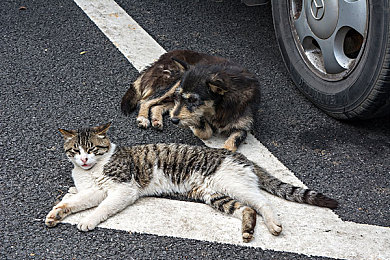 体育生被玩：极限驾驶新纪元，体能策略决胜赛道之巅-3