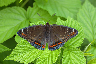 体育生腹肌白袜自慰Gay男男：极速荣耀之心，虚拟赛道上的真实自我追寻之旅