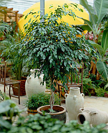 火影忍者18+变态版：疾风竞速，查克拉驱动，经典角色赛道狂飙-5