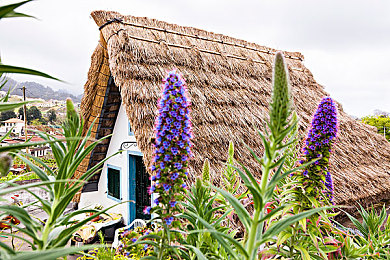 机机对机机手机下载应用大全：钢铁心脏与赛道智谋的终极协奏曲-4