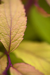 色网应用：色彩赛道，视觉飞驰的物理迷宫