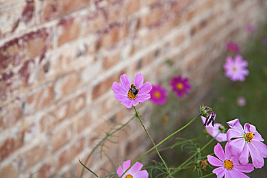 黄色软件免费3.0：极限竞速街头狂飙全车系免费解锁终极指南-5