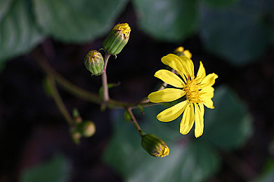 里枝平冈子息与子角色关系解析：战国权谋中的人际天平，你的选择将重塑家族命运与情感羁绊-2