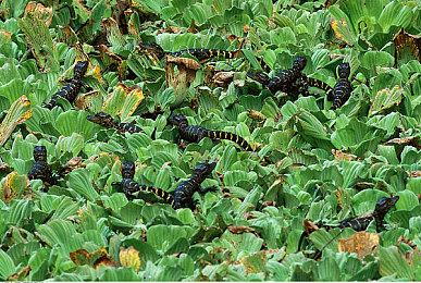 日本调教：在虚拟世界精调日系性能车，体验极致驾驶艺术-4