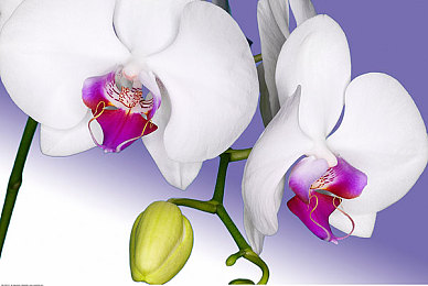 晃色软件：霓虹像素狂飙，双重世界竞速新体验-4