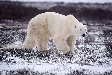 国产乱人乱偷：都市暗影中的道德抉择，潜行冒险揭示人性复杂图景-4