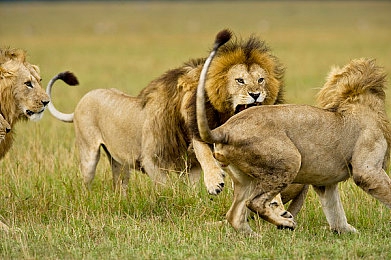 国产性爱aV：引擎咆哮，国潮驰骋，改装之旅竞速华夏-4