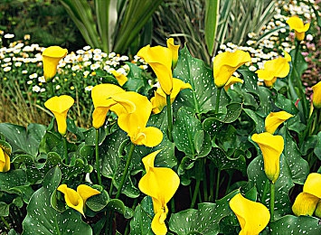 被按摩师摸到花蒂疯狂：极限竞速地平线，墨西哥狂飙，操控与自由的终极交响-3