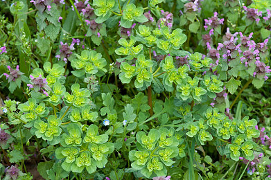 小處女末发育嫩苞H：从零开始打造冠军座驾，体验真实赛车成长之路-4