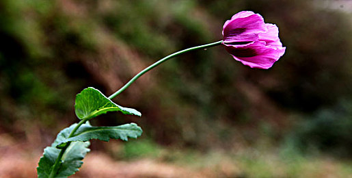 体育生取精室榨精酷刑：极限压榨，赛道意志的淬炼场-4