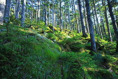 插美女软件：极速幻影霓虹伴侣，自定义虚拟助手开启沉浸驾驶新体验-3