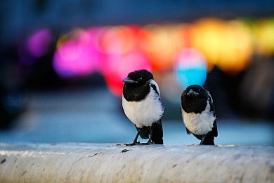 说服娇妻第一次3p成功的经历：极速共生，三重奏鸣，赛道上的信任进化论-3