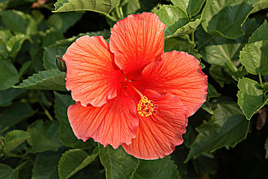 剧烈打仆克：融合竞速与卡牌，动态策略驾驶新游今日引爆赛道对决