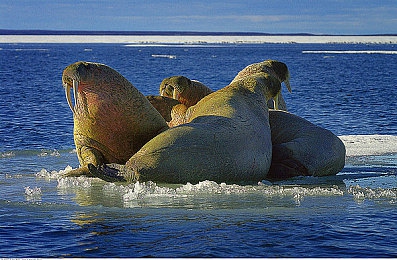 性按摩:触感调谐,赛博车魂的共振理疗之旅-3