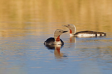 男女做的网站：双人驾驶新纪元，极速共生开启协作竞速之旅-4
