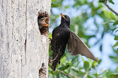 火影成人动漫：疾风赛道，忍者竞速，查克拉引擎引爆极速对决-4