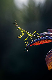 打扑克床上剧烈运动：极速谋略，卡牌驱动下的赛道狂想曲-4