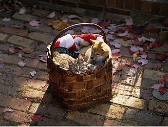 修修漫画在线阅读页面免费入口页面弹窗下拉式：极速车间，弹指间的机械诗篇与漫画风暴-3