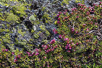 软件app下载3.0.3免费oppo版大全装扮：《极限改装王》3.0.3版本全新上线，oppo平台性能优化与改装系统升级-3