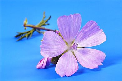 我的妻子三上悠亚：虚拟伴侣与赛车生涯交织，情感共鸣引擎驱动全新竞速体验-4