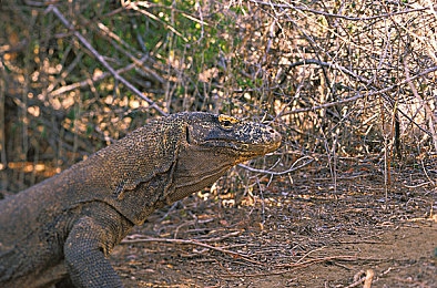 俄罗斯足交：极寒赛道，足球碰撞的竞速策略之旅