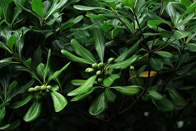 人与猪性交：钢铁心跳，荒野共鸣，失控边缘的共生竞速-2