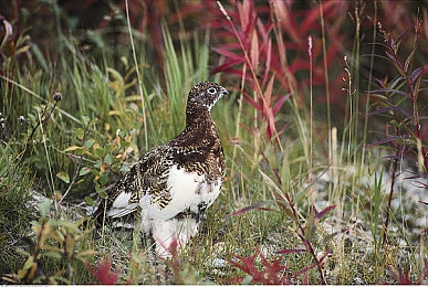 日本少妇按摩高潮：极速穿梭东京街头，以专业手法开启疗愈驾驶新体验-5
