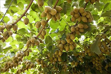 黄色app下载3.0.3:极速幻影,霓虹赛道上的精密艺术-3