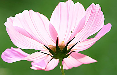 蜜桃影像：霓虹竞速新作登场，光影摄影颠覆传统赛车玩法-3