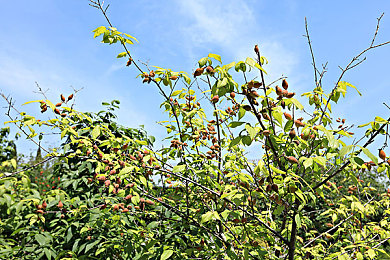 吃鸡巴软件：竞速生存新游今日上线，融合战术竞技与极速狂飙引爆玩家热议-3