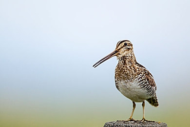 新Chinese中国小帅Gay：国潮极速，东方美学竞速新纪元-4