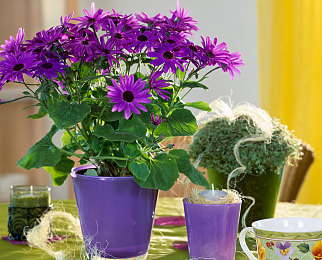 老师的丝袜脚：驾驶与悬疑交织，校园谜踪等你破解-3