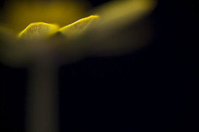 色狼软件：霓虹追踪，破解视觉迷阵的极速狂飙-3